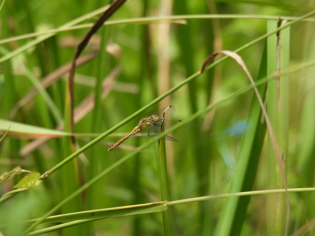 Sympetrum sanguineum - vörös katona-szitakötő