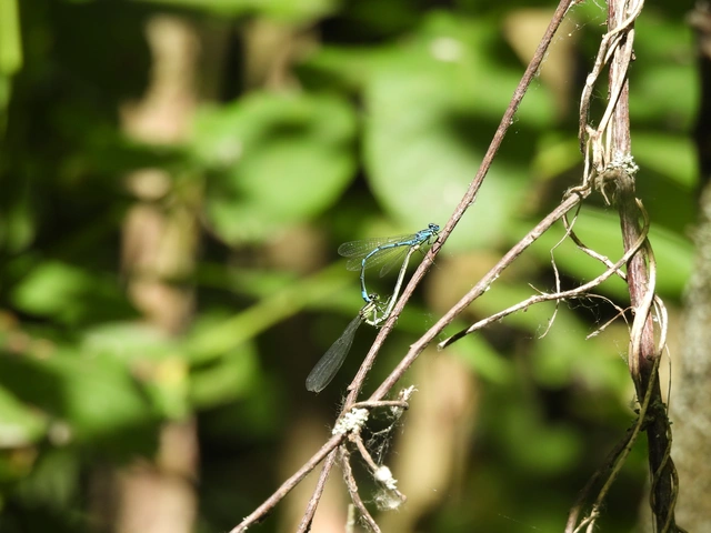 Coenagrion puella - azúrkék légivadász