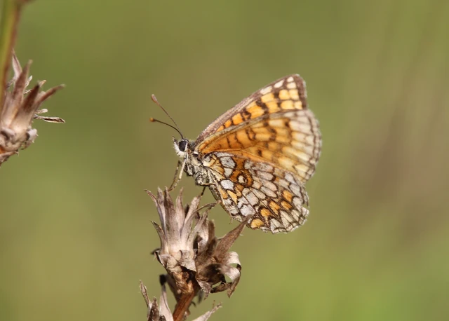 Melitaea athalia - közönséges tarkalepke