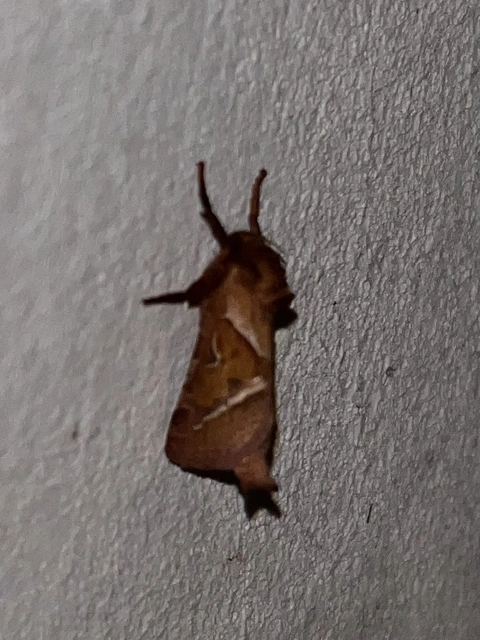 Triodia sylvina - kis gyökérrágólepke