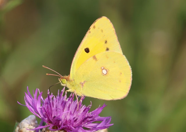 Colias croceus - sáfránylepke