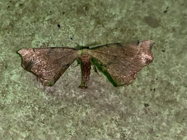 Artiora evonymaria - kecskerágó-araszoló