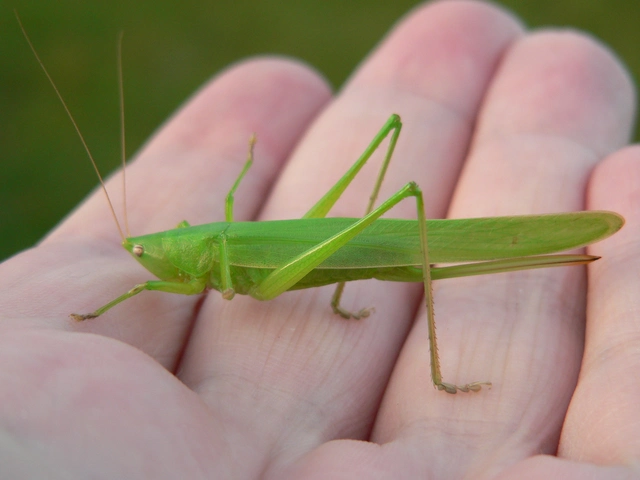 Ruspolia nitidula - nagy kúpfejűszöcske