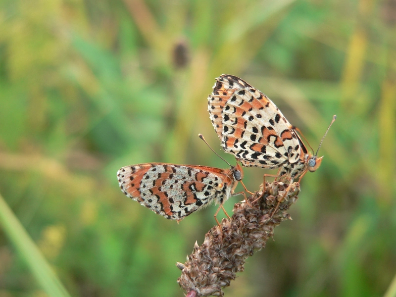 Melitaea didyma - tüzes tarkalepke