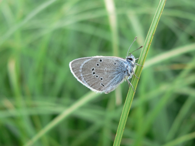 Cyaniris semiargus - aprószemes boglárka