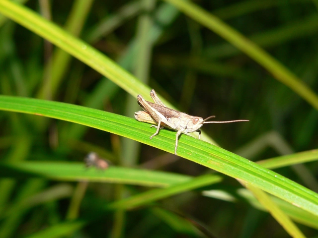 Chorthippus