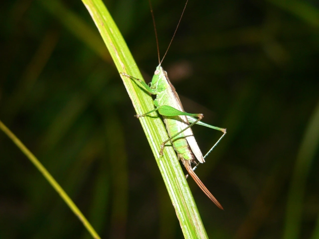 Conocephalus fuscus - kis kúpfejűszöcske