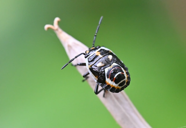 Eurydema ornata - díszespoloska Eurydema ornata - díszespoloska