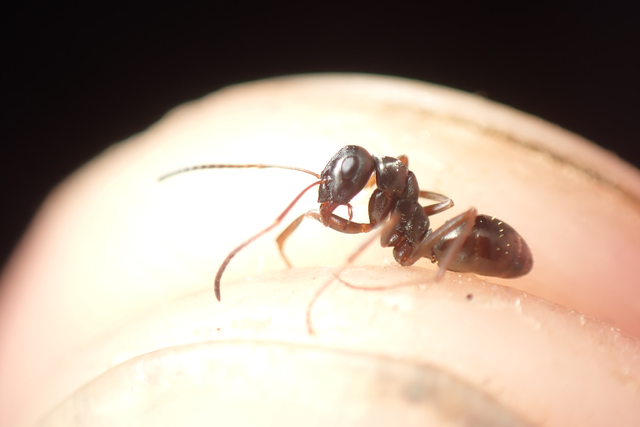 Formica fusca - kormos rabszolgahangya