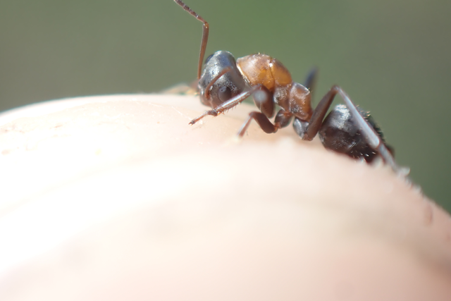 Formica rufibarbis - vörös rabszolgahangya