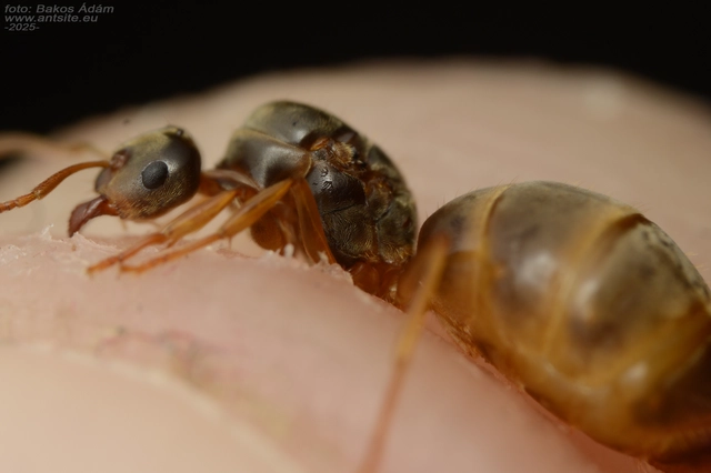 Lasius flavus - gyakori borostyánhangya
