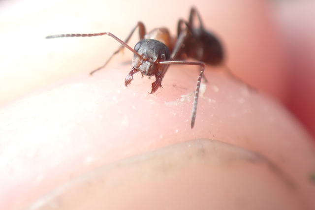 Formica rufibarbis - vörös rabszolgahangya
