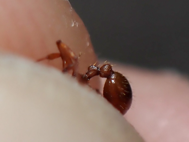 Myrmica ruginodis - erdei bütyköshangya