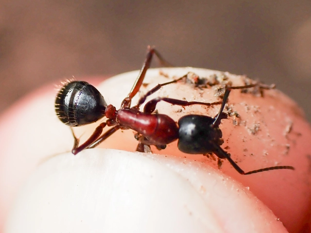 Camponotus ligniperda - faodvasító lóhangya