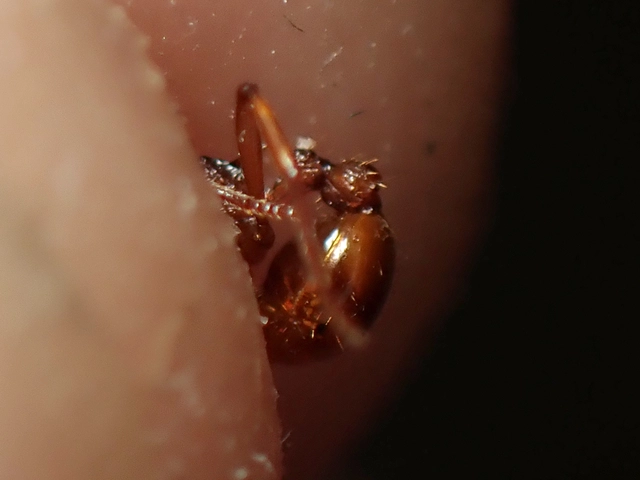 Myrmica ruginodis - erdei bütyköshangya