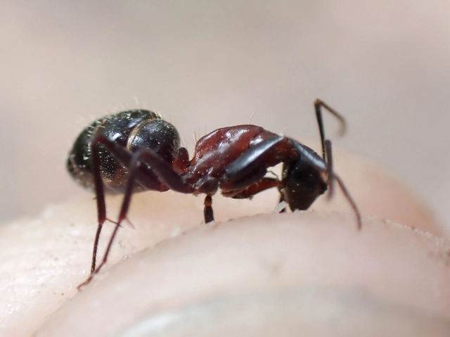 Camponotus ligniperda - faodvasító lóhangya