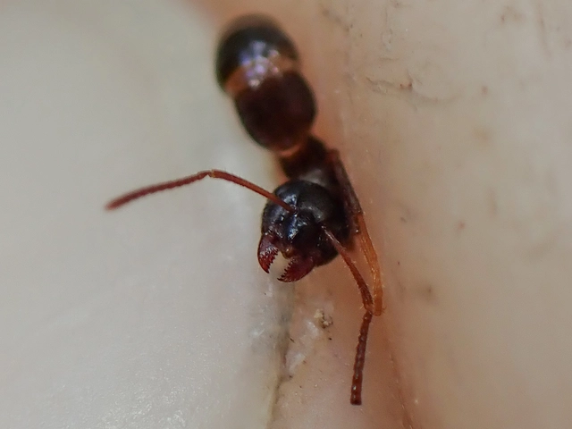 Lasius platythorax - erdei feketehangya