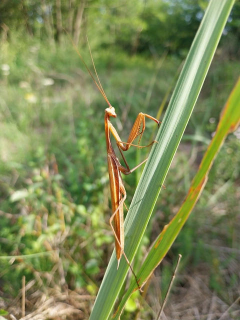 Mantodea - Fogólábúak