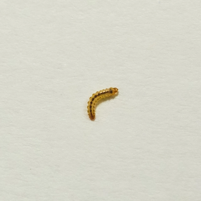 Chrysoesthia sexguttella - aranyfoltos sarlósmoly