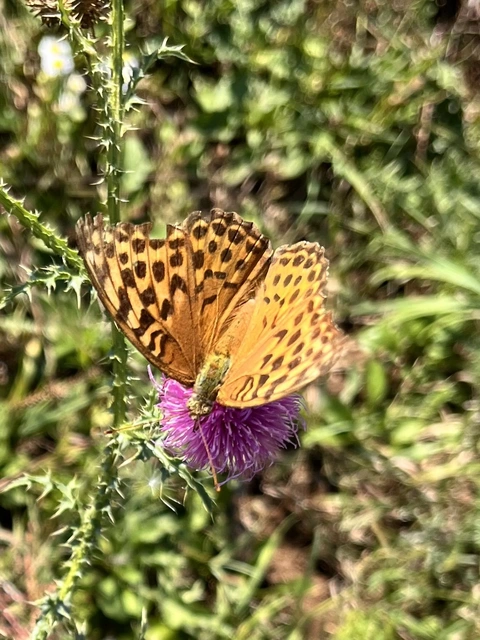 Argynnis paphia - nagy gyöngyházlepke