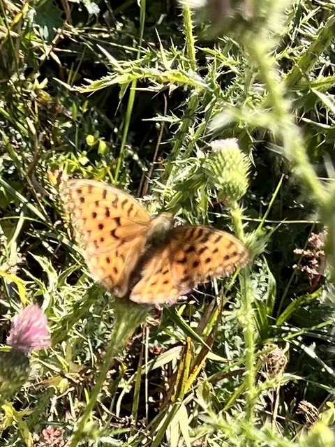 Argynnis adippe - ezüstös gyöngyházlepke