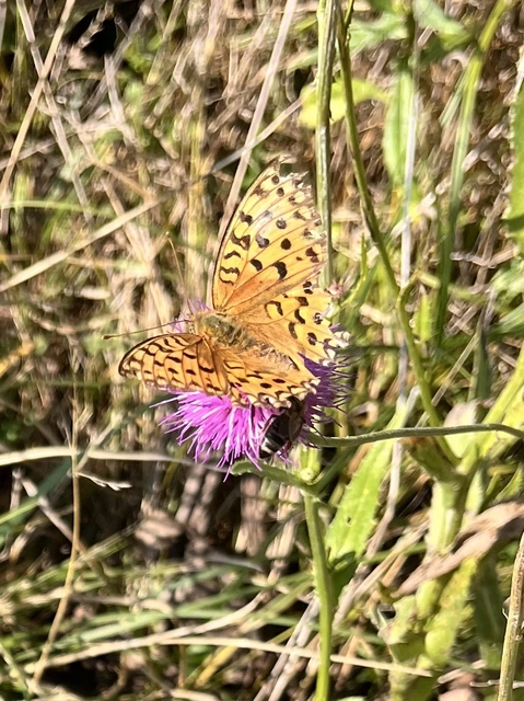 Argynnis adippe - ezüstös gyöngyházlepke