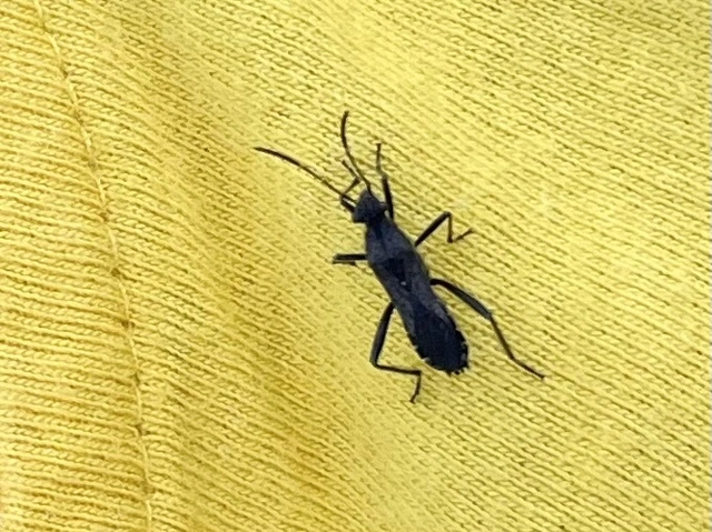 Alydus calcaratus - szőrös tövispoloska