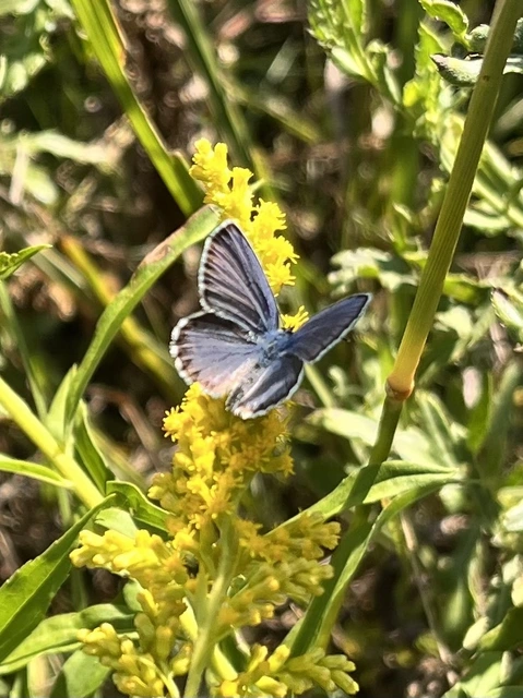 Plebejus idas - északi boglárka