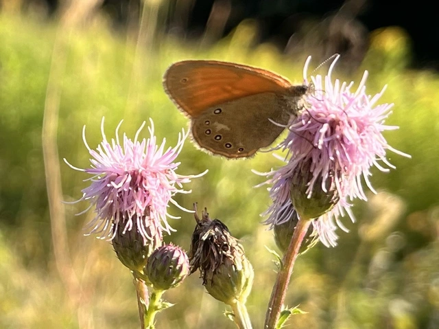 Coenonympha glycerion - közönséges szénalepke