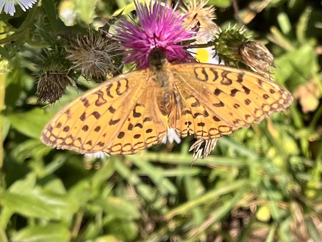 Argynnis adippe - ezüstös gyöngyházlepke