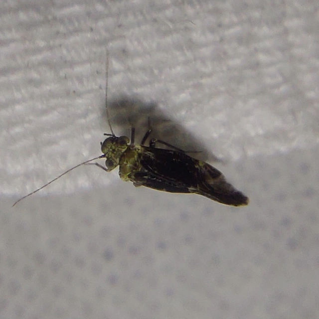 Psocoptera - Fürgetetvek