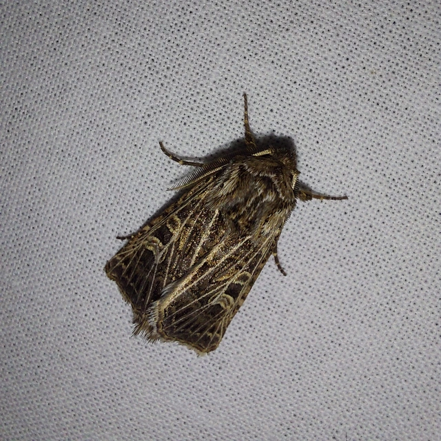 Tholera decimalis - közönséges fésűsbagoly