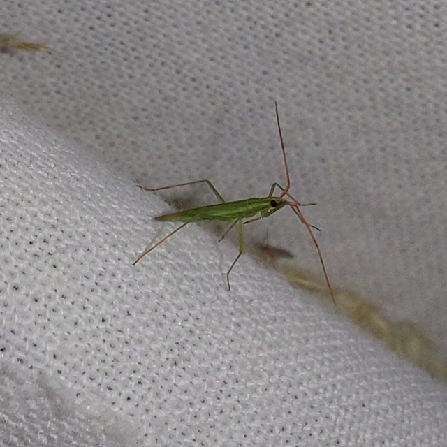 Trigonotylus