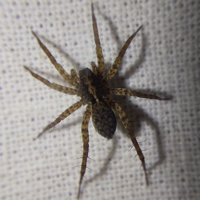 Pardosa