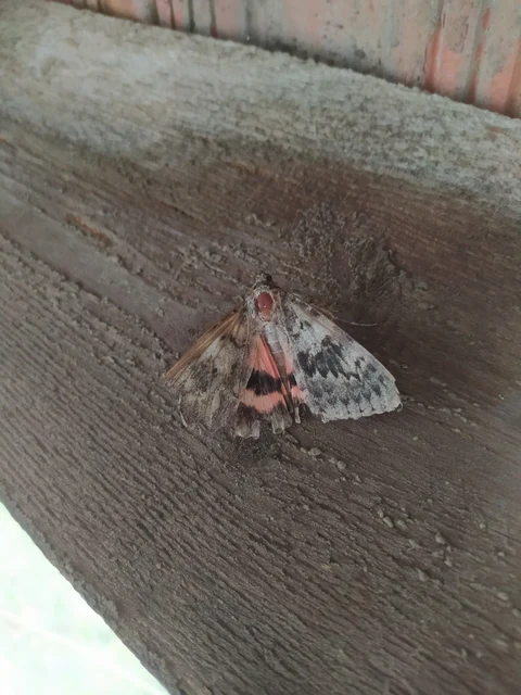 Catocala elocata - közönséges övesbagoly