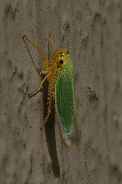 Cicadella viridis - méregzöld kabóca