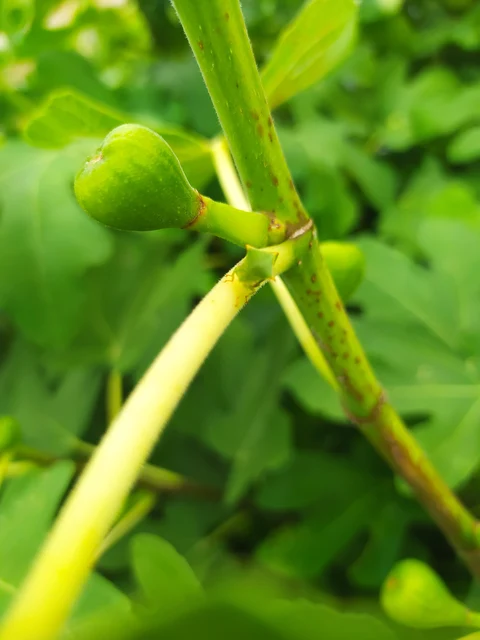 Stictocephala bisonia - bivalykabóca