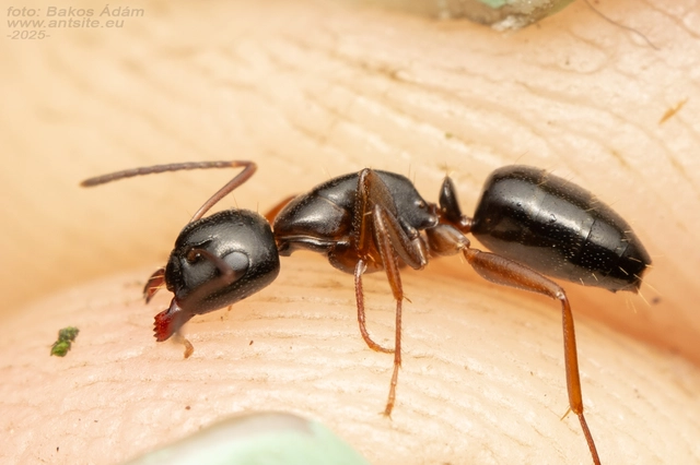 Camponotus fallax - ligeti lóhangya