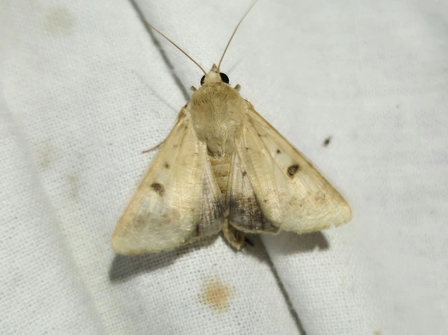 Helicoverpa armigera - kukorica-veteménybagoly
