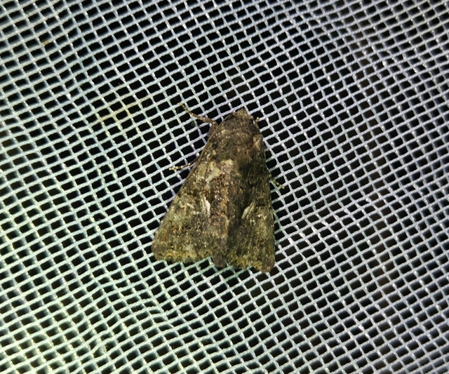 Anophia leucomelas - déli folyófűbagoly