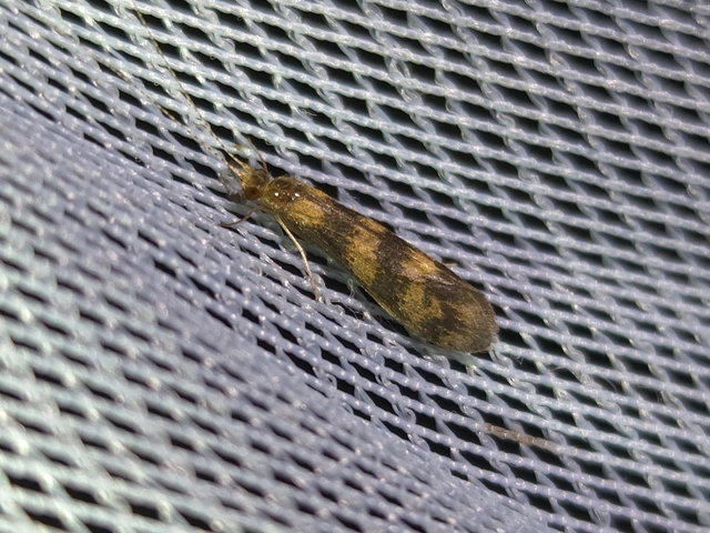 Trichoptera - Tegzesek