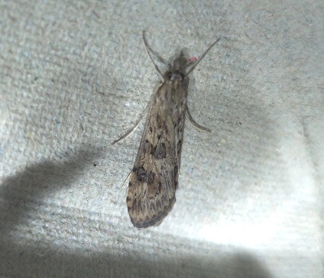 Nomophila noctuella - közönséges vándormoly