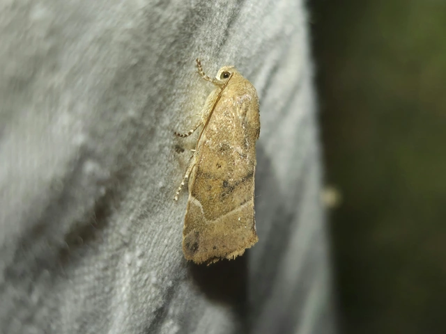 Cosmia affinis - barna lombbagoly