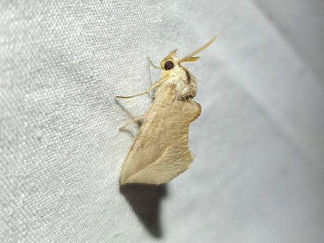 Calyptra thalictri - öblösszárnyú bagoly