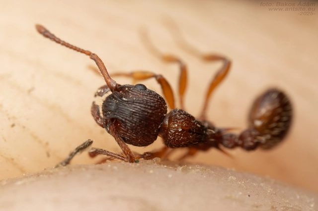 Myrmica sabuleti - gyakori bütyköshangya