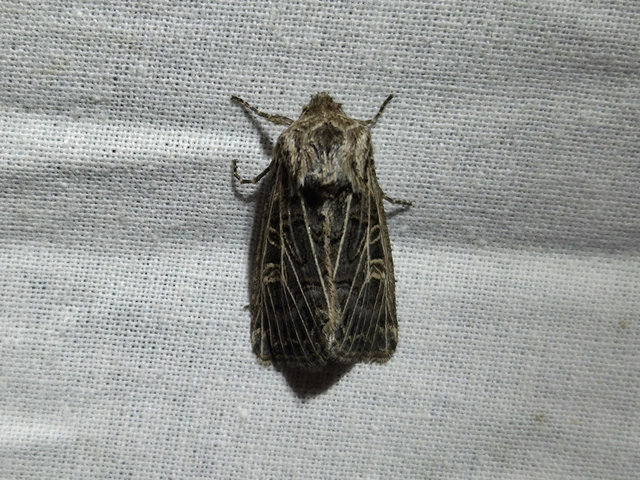 Tholera decimalis - közönséges fésűsbagoly
