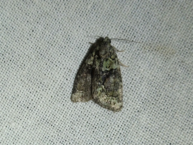 Cryphia algae - sárgászöld zuzmóbagoly