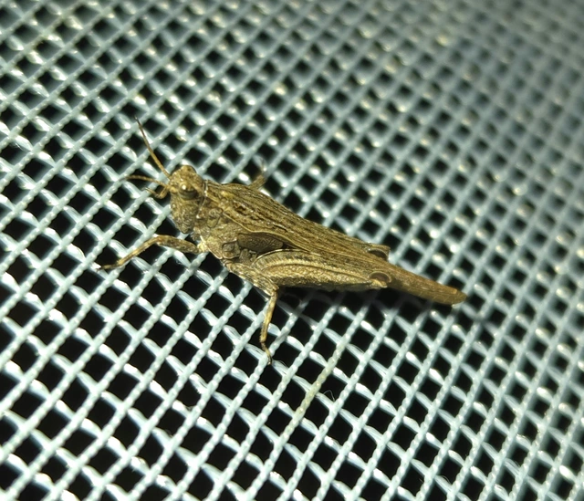 Tetrix subulata - közönséges tövishátúsáska