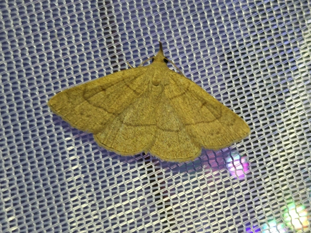 Paracolax tristalis - sárgás karcsúbagoly