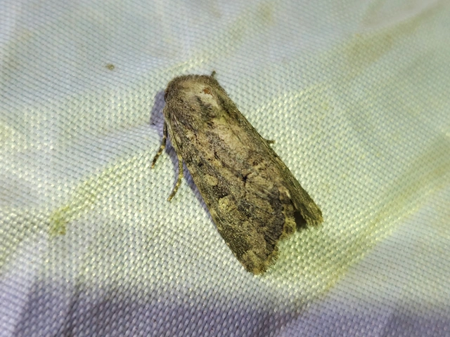 Luperina testacea - barnás szürkebagoly
